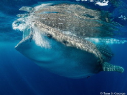 A majestic whale shark feeding on plankton off the coast ... by Tom St George 